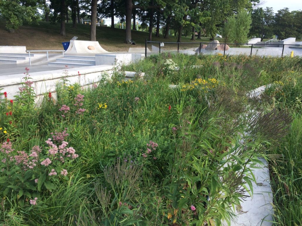 Rain Gardens Plantwise