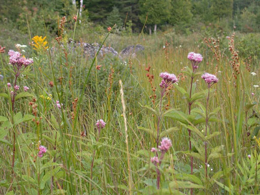 Native landscape