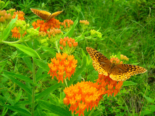 Native landscape